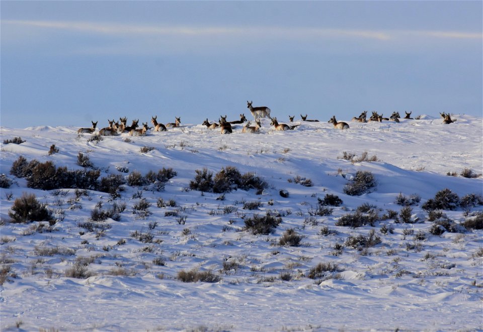 Pronghorn on Seedskadee National Wildlife Refuge