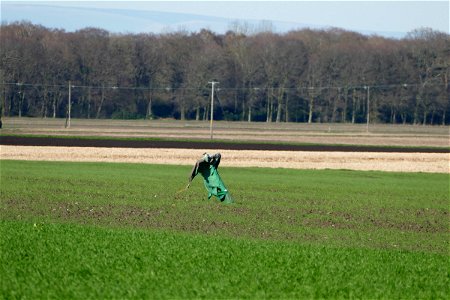 A Working Scarecrow photo
