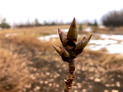 The Poplar Bud Crown