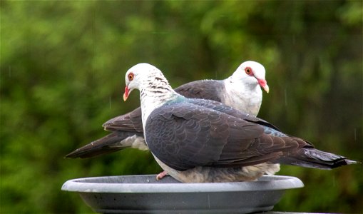 White-headed pigeons
