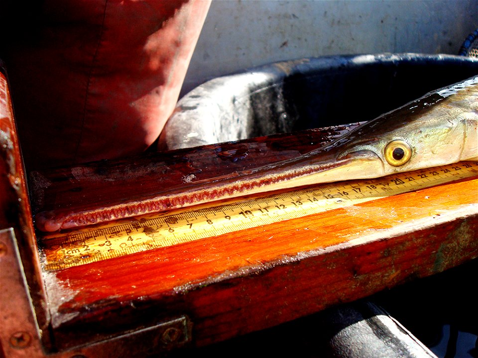 Longnose Gar Measurement photo