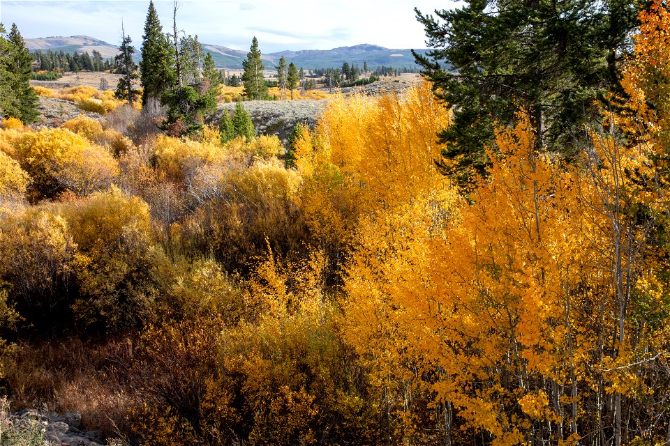 Yellow aspens and willow along Blacktail Creek