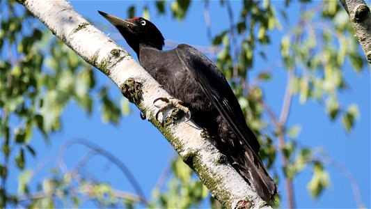 Schwarzspecht Männchen