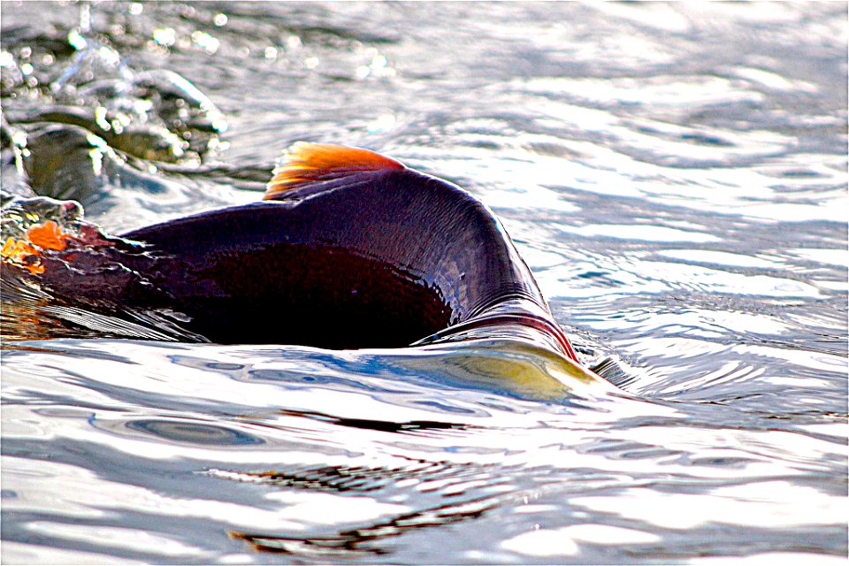 Bluebill Lake sockeye