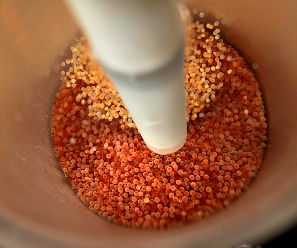 Rainbow Trout Eggs in a Hatching Jar photo