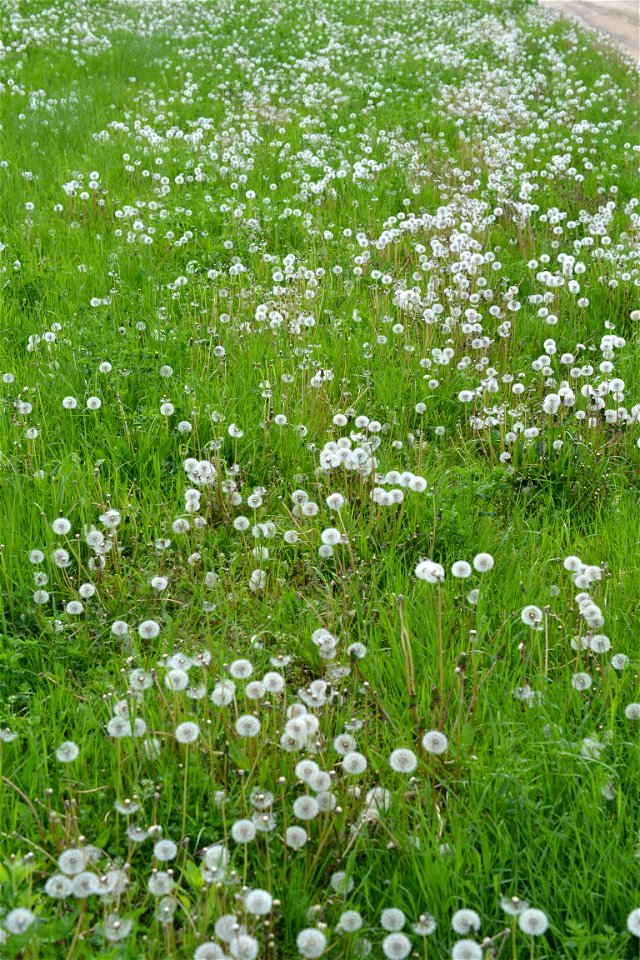 Spring time