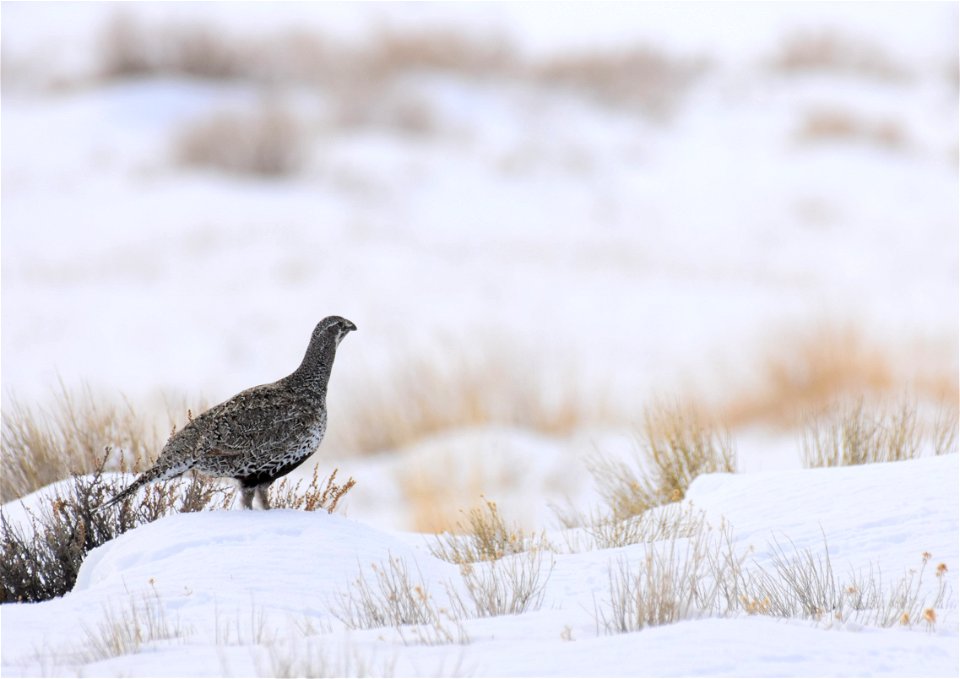 Greater sage-grouse on Seedskadee National Wildlife Refuge