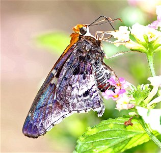 SKIPPER, MERCURIAL (Proteides mercurius) (11-29-2022) national buttrerfly center, mission, hidalgo co, tx (3)
