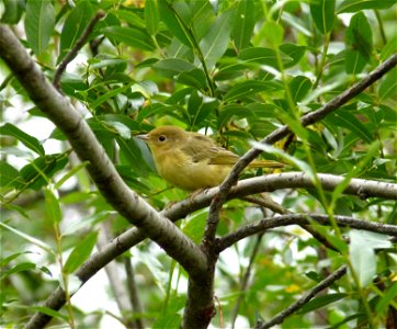 Yellow warbler photo