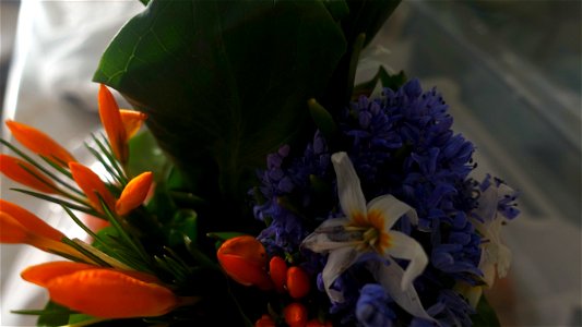 flori_flowers-花卉-2023_0227_152120