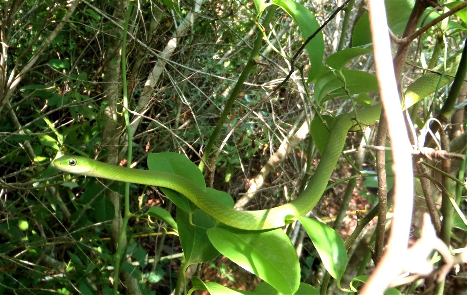 reptile rough green snake NWCA 11 2036 (3)