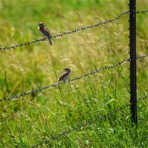 Dickcissels on Stanley WPA on Lake Andes Wetland Management District South Dakota