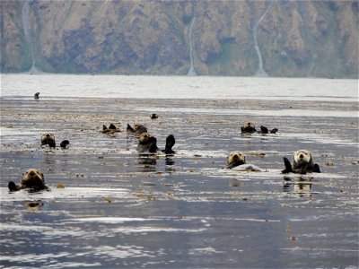 Northern sea otters wave hello photo