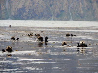 Northern sea otters wave hello