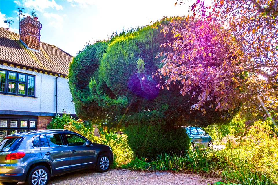 Elephant Topiary Tonbridge Garden