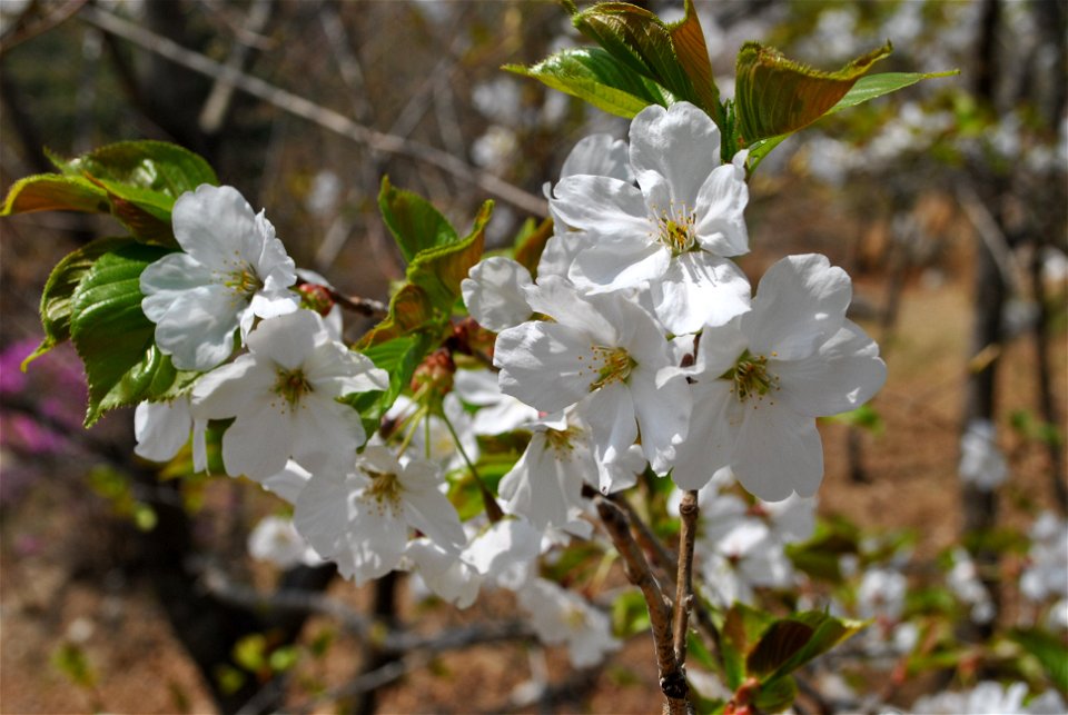 Younginsan Park Spring 2023