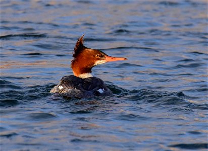 Common merganser at Seedskadee National Wildlife Refuge
