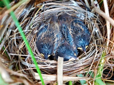 Saltmarsh sparrow nest and chicks at Rachel Carson National Wildlife Refuge