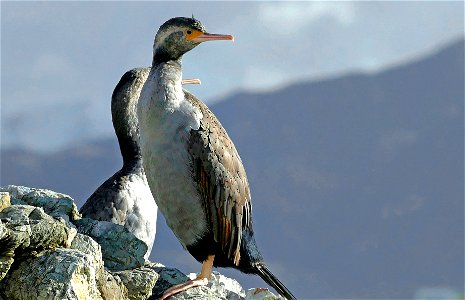 Spotted Shag NZ.