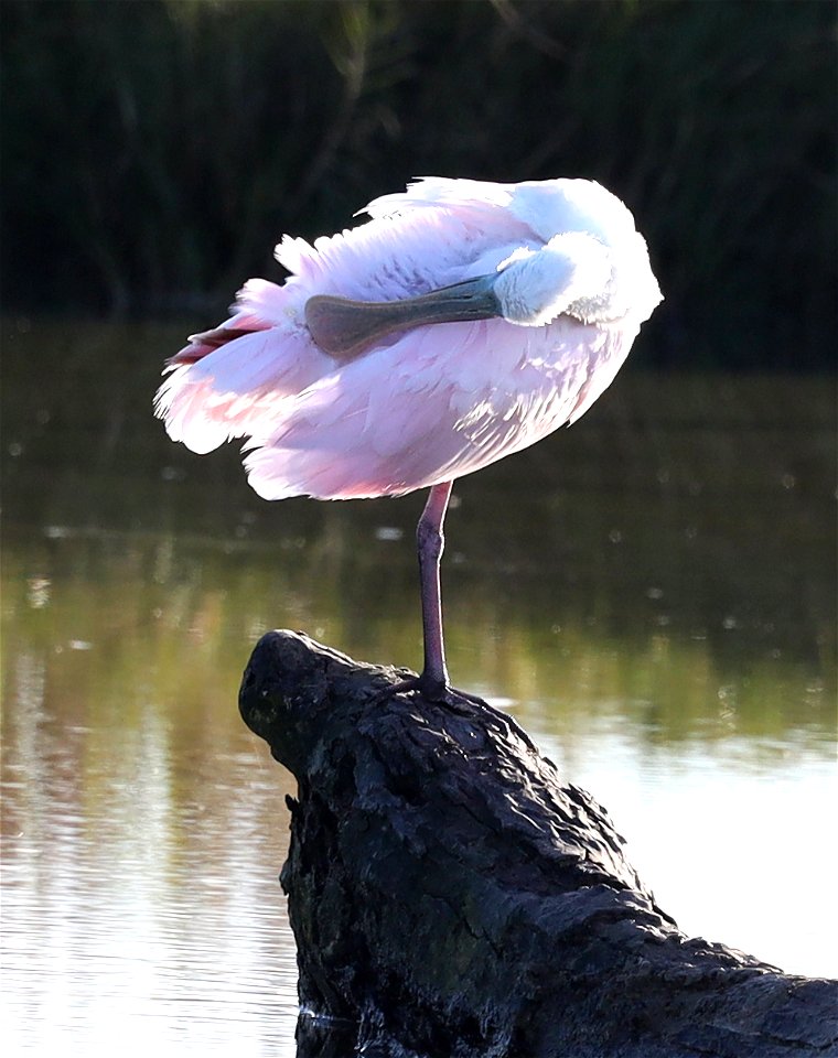 201 - ROSEATE SPOONBILL (12-22-2021) convention center, south padre island, cameron co, tx -02