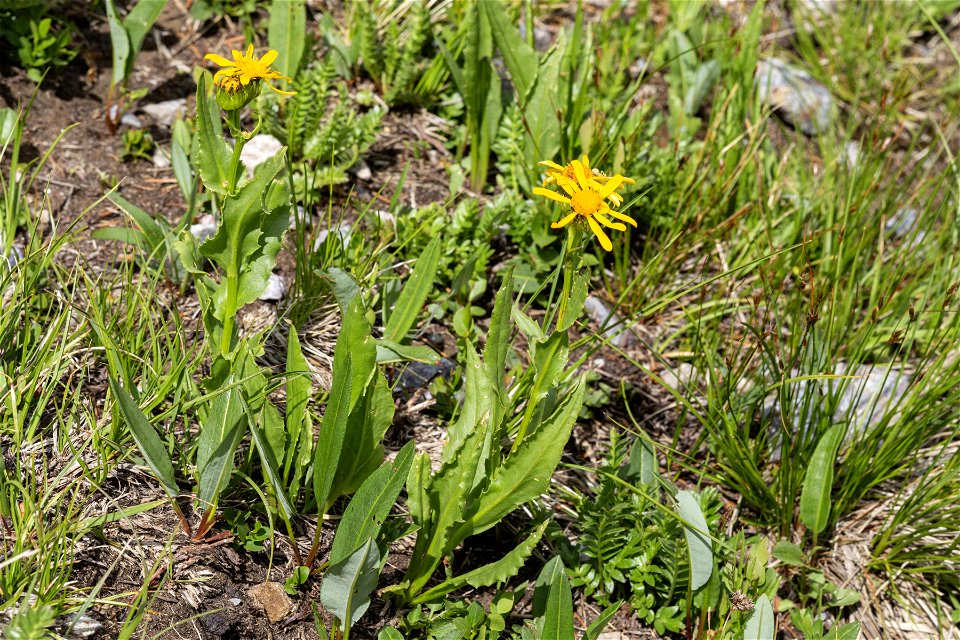 Senecio crassulus photo