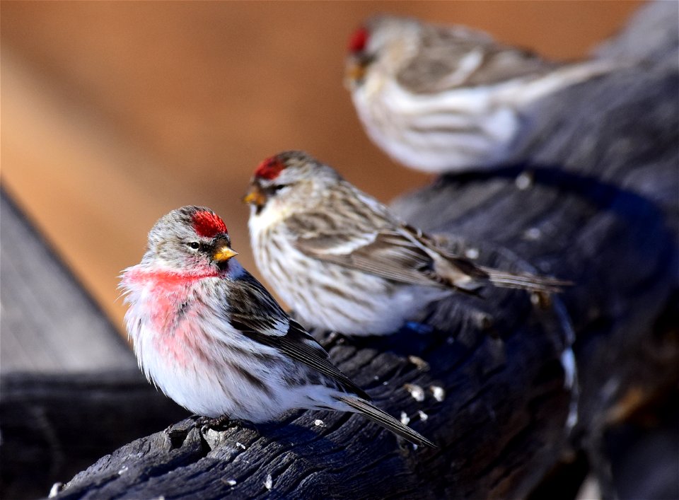 Common redpoll at Seedskadee National Wildlife Refuge