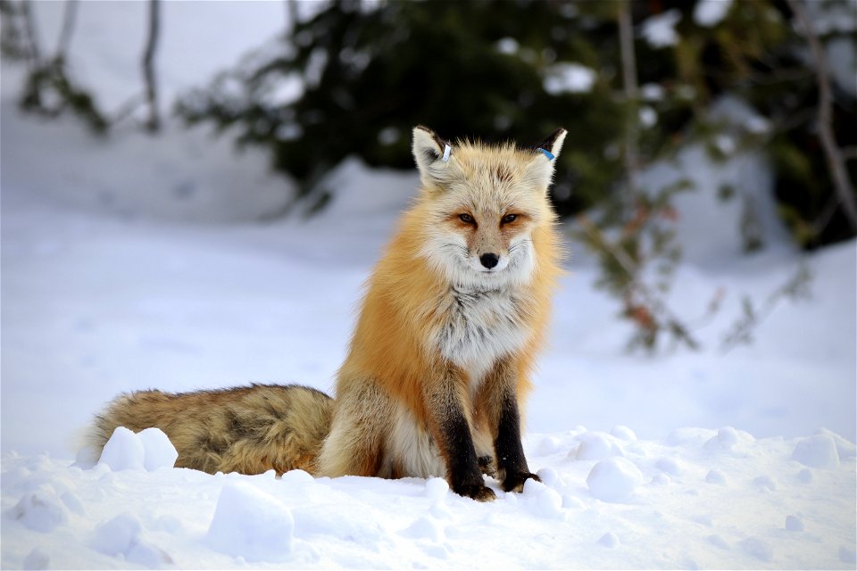 Red Fox