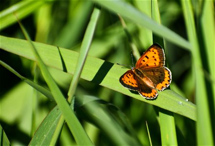 Small Copper Butterfly Lake Andes Wetland Management District South Dakota