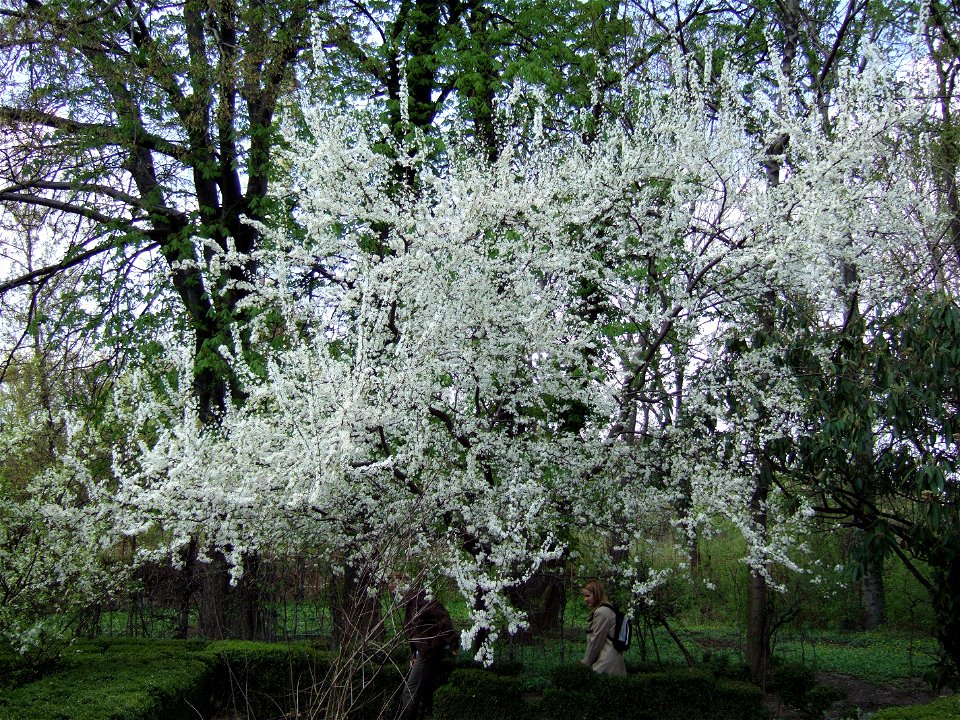gradina botanica_10