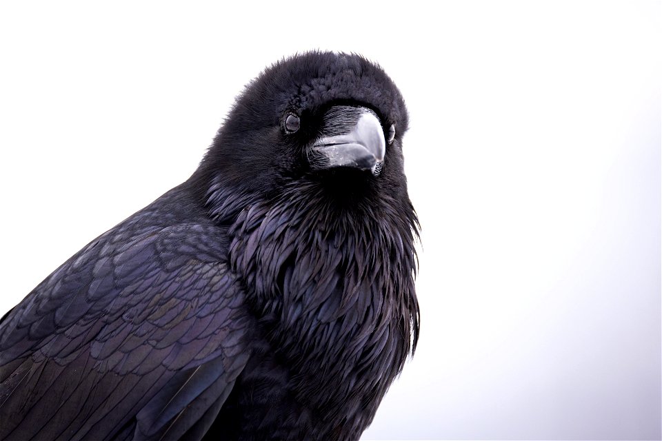 Raven photo