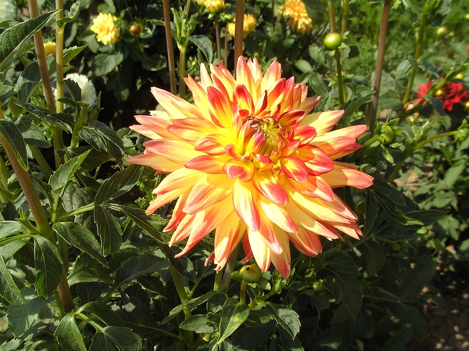 Bloom flower plant