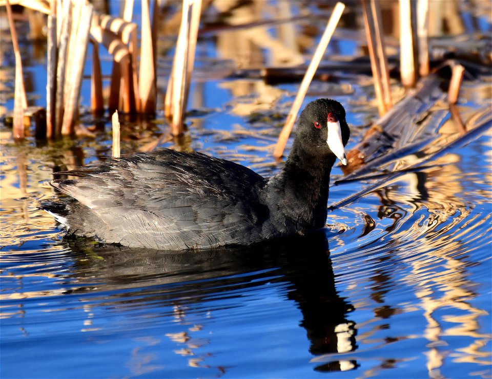 American coot at Seedskadee National Wildlife Refuge