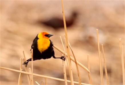 Yellow-headed Blackbird Huron Wetland Management District