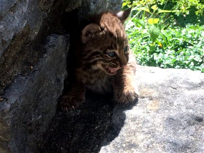 Bobcat Kitten photo