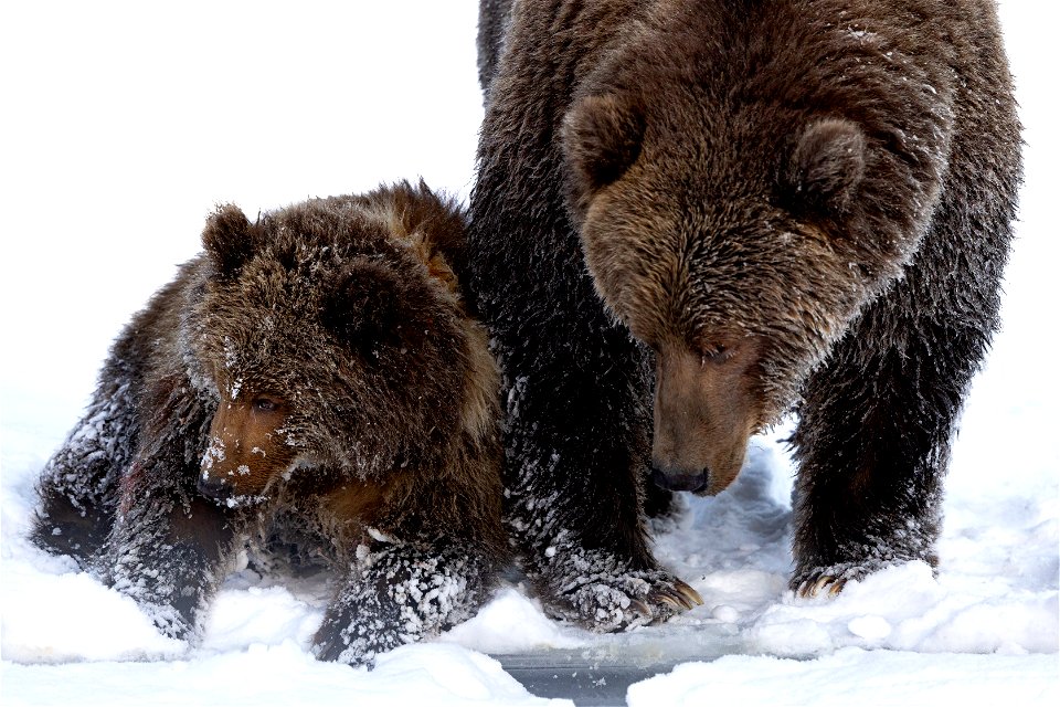 Kodiak brown bear and cub drink from a river