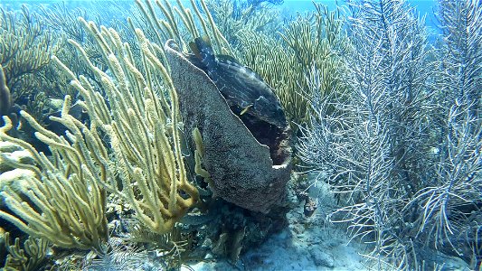 Tiger group angled in Barrel Sponge Red Beryl Bonaire