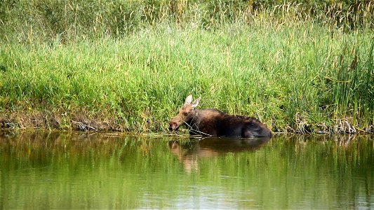 Moose on Seedskadee National Wildlife Refuge