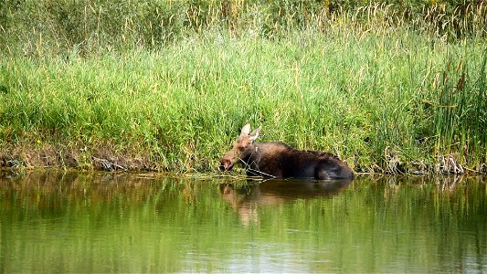 Moose on Seedskadee National Wildlife Refuge photo