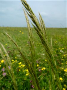 Trisetum flavescens (L.) P.Beauv., 1812