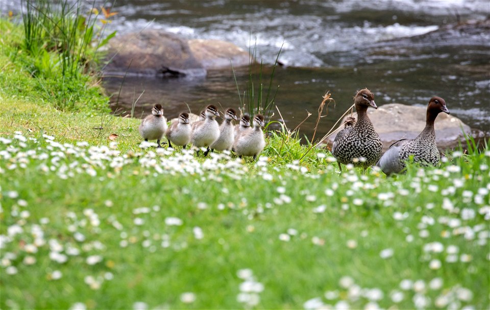 Australian wood ducks with ducklings