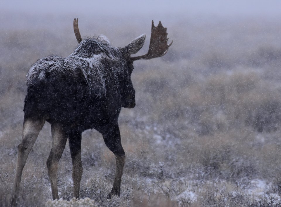 Moose at Seedskadee National Wildlife Refuge