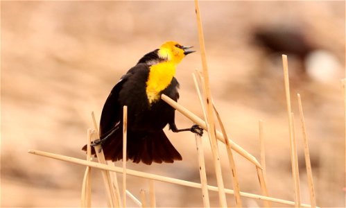 Yellow-headed Blackbird Huron Wetland Management District photo
