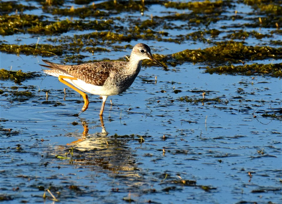 Greater yellowlegs at Seedskadee National Wildlife Refuge Wyoming
