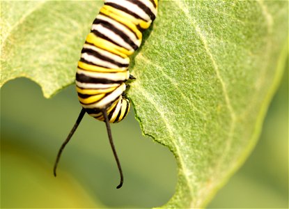 Monarch caterpillar at Seedskadee National Wildlife Refuge