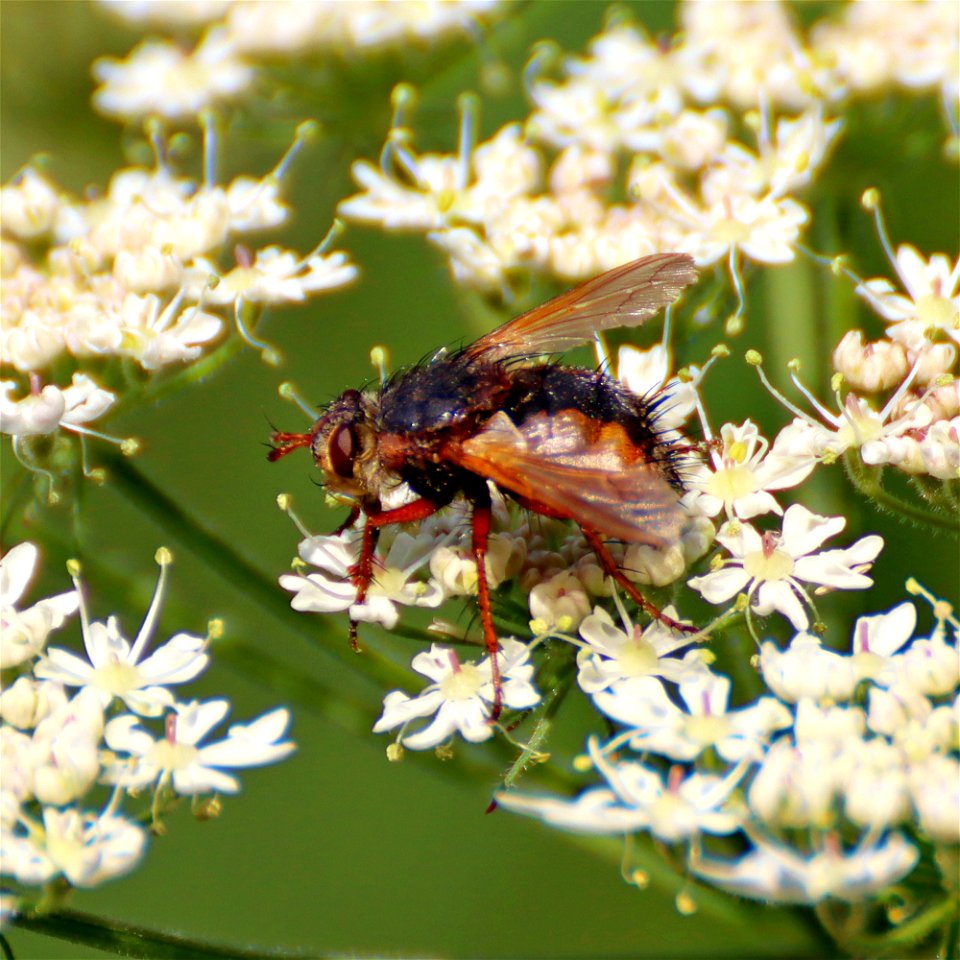 Hairy Fly a photo