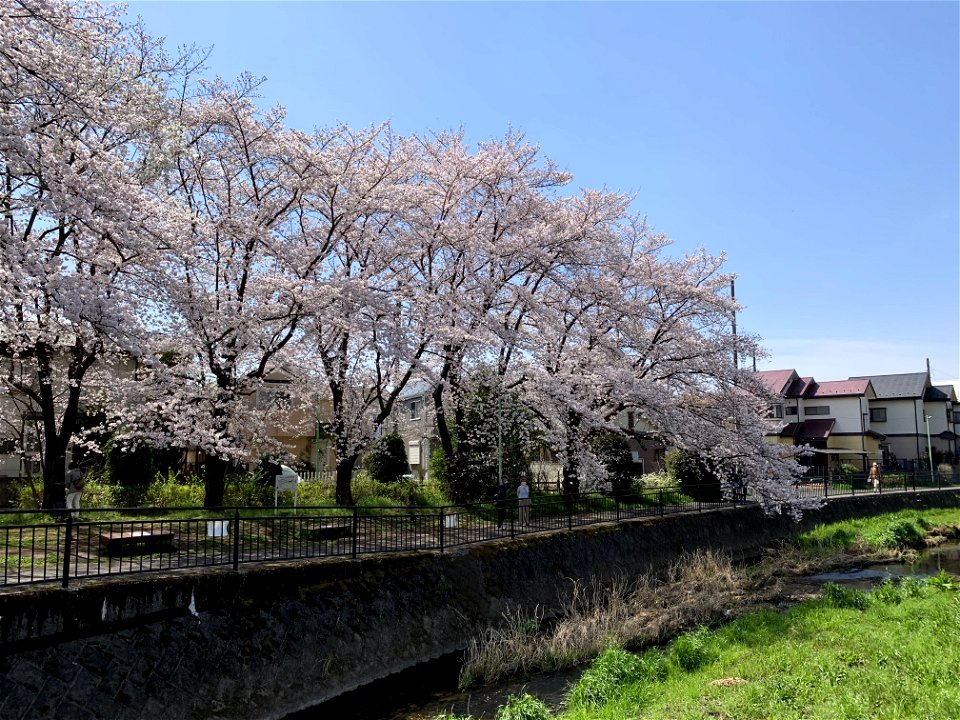 Kurome River in Saiwaicho, Higashikurume-shi photo