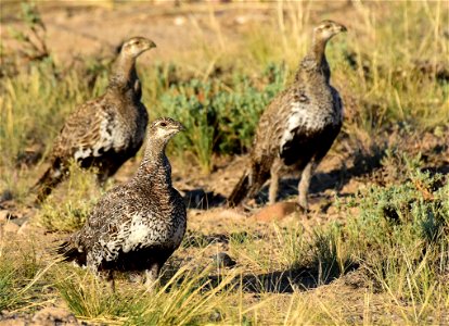 Greater sage-grouse at Seedskadee National Wildlife Refuge photo