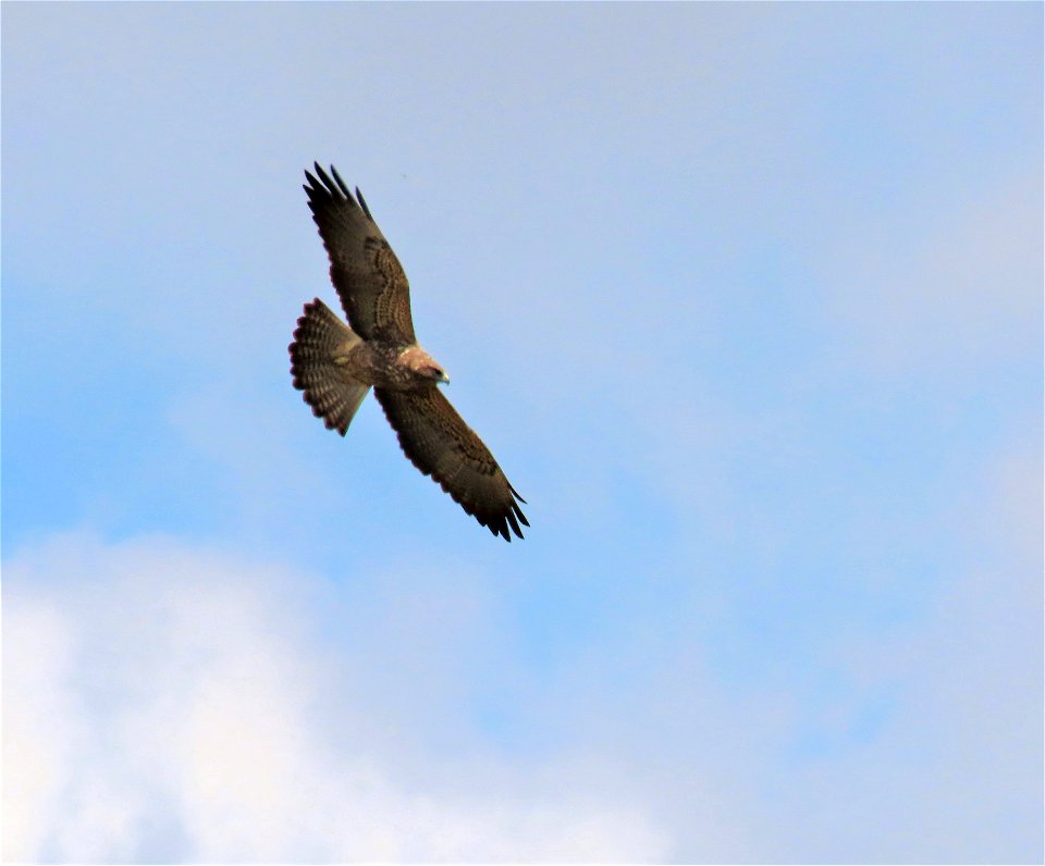 Swainson's Hawk