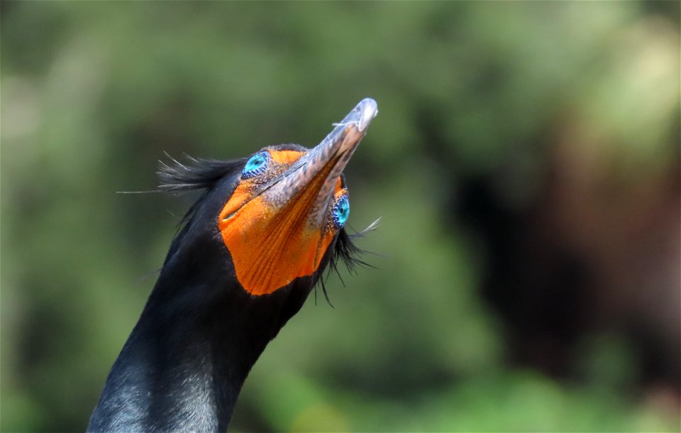 Double-crested Cormorant