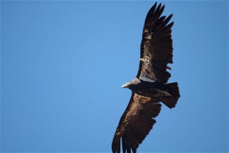 Condor #462 photo